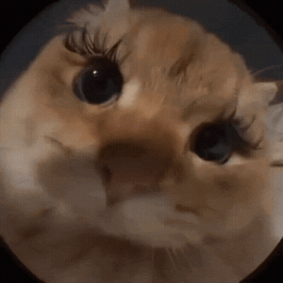 A Close Up Of A Cat With False Eyelashes GIF