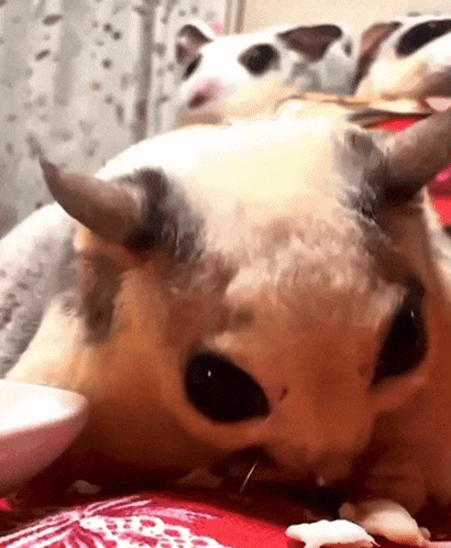 A Close Up Of A Cat With Horns Laying Down GIF
