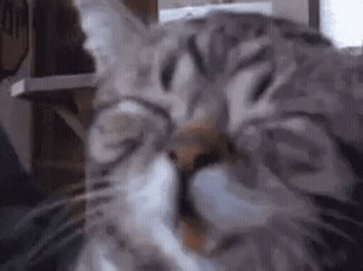 A Close Up Of A Cat With Its Eyes Closed And Its Mouth Open . GIF