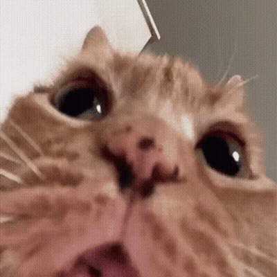 A Close Up Of A Cat With Its Mouth Open GIF