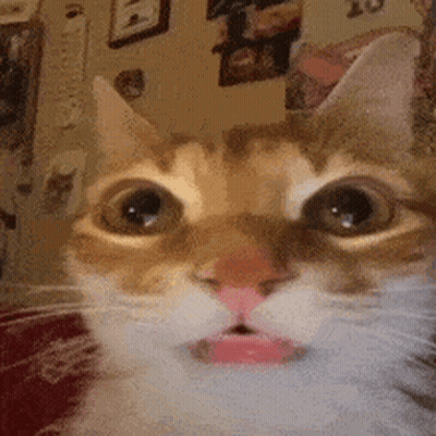 A Close Up Of A Cat With Its Mouth Open . GIF