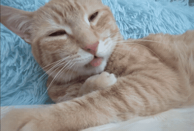 A Close Up Of A Cat With Its Mouth Open GIF
