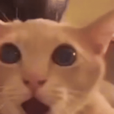 A Close Up Of A Cat With Its Mouth Open And Blue Eyes . GIF