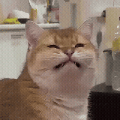 A Close Up Of A Cat With Its Mouth Open And Its Eyes Closed GIF