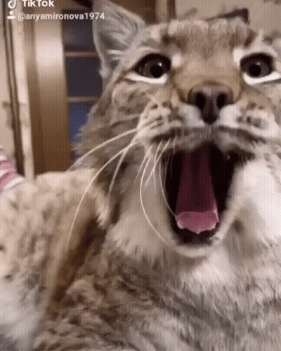 A Close Up Of A Cat With Its Mouth Open And Its Tongue Out GIF