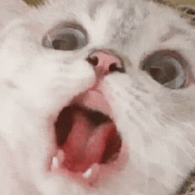A Close Up Of A Cat With Its Mouth Open And Its Tongue Sticking Out . GIF