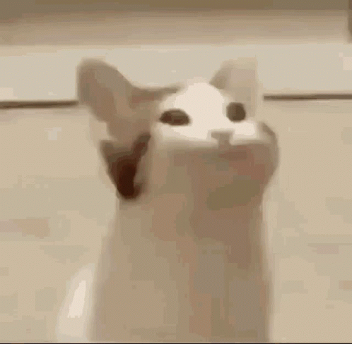 A Close Up Of A Cat With Its Mouth Open And Looking Up . GIF