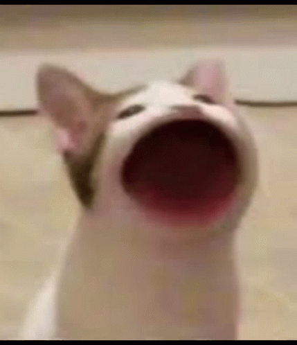 A Close Up Of A Cat With Its Mouth Open And Looking Up . GIF