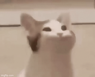 A Close Up Of A Cat With Its Mouth Open And The Word Hazy Written Above It . GIF