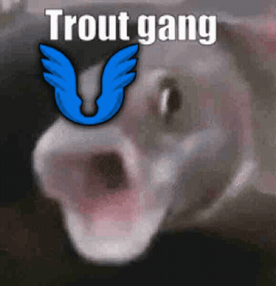 A Close Up Of A Cat With Its Mouth Open And The Words `` Trout Gang '' Above It . GIF