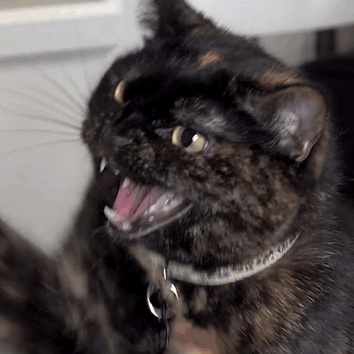 A Close Up Of A Cat With Its Mouth Open And Yellow Eyes GIF