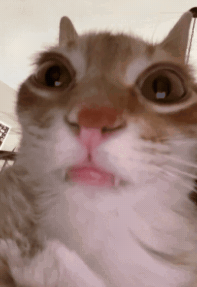 A Close Up Of A Cat With Its Mouth Open GIF