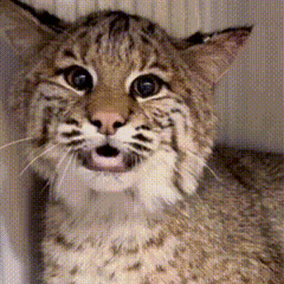 A Close Up Of A Cat With Its Mouth Open Looking At The Camera GIF