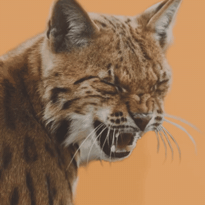 A Close Up Of A Cat With Its Mouth Open On An Orange Background GIF