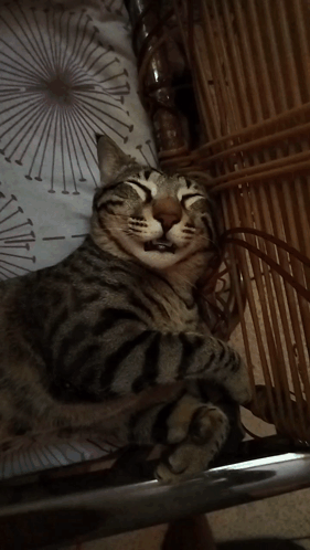 A Close Up Of A Cat With Its Mouth Open GIF