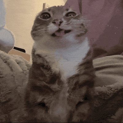 A Close Up Of A Cat With Its Tongue Hanging Out GIF