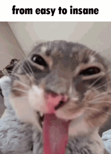 A Close Up Of A Cat With Its Tongue Hanging Out And The Words From Easy To Insane Above It GIF