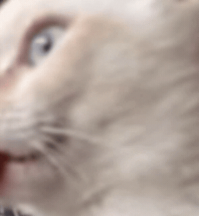 A Close Up Of A Cat With Its Tongue Hanging Out . GIF