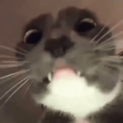 A Close Up Of A Cat With Its Tongue Out . GIF