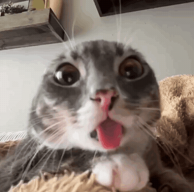 A Close Up Of A Cat With Its Tongue Out And A Surprised Look On Its Face . GIF