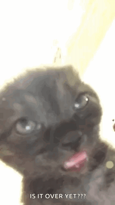 A Close Up Of A Cat With Its Tongue Out And The Words `` Is It Over Yet ? '' Written Below It . GIF