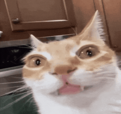 A Close Up Of A Cat With Its Tongue Out Looking At The Camera . GIF