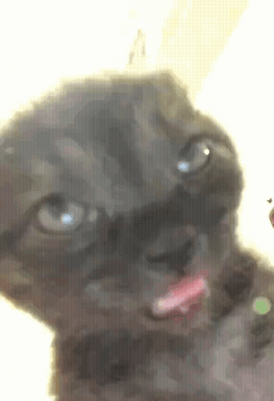 A Close Up Of A Cat With Its Tongue Out . GIF