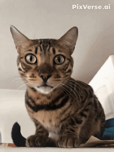 A Close Up Of A Cat With Pixverse.ai On The Bottom Right GIF