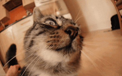 A Close Up Of A Cat With The Website Sheepfilms.co.uk Visible GIF
