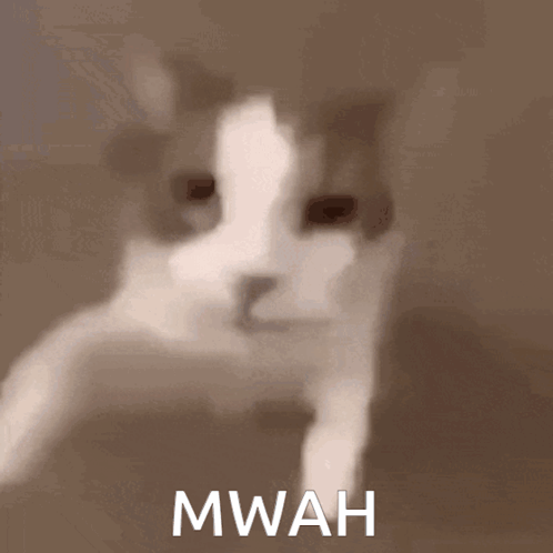 A Close Up Of A Cat With The Word Mwah Written Below It GIF