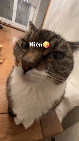 A Close Up Of A Cat With The Word Nien On Its Forehead GIF