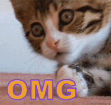 A Close Up Of A Cat With The Word Omg On The Bottom GIF