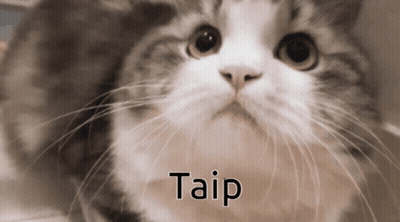 A Close Up Of A Cat With The Word Taip Written On The Bottom GIF