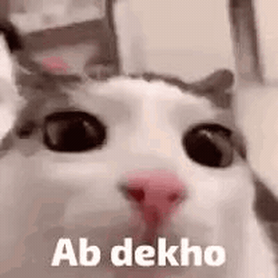 A Close Up Of A Cat With The Words Ab Dekho Written On Its Face . GIF