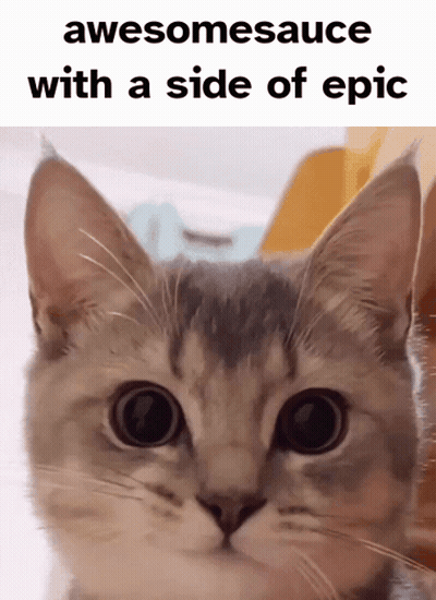 A Close Up Of A Cat With The Words Awesomesauce With A Side Of Epic GIF
