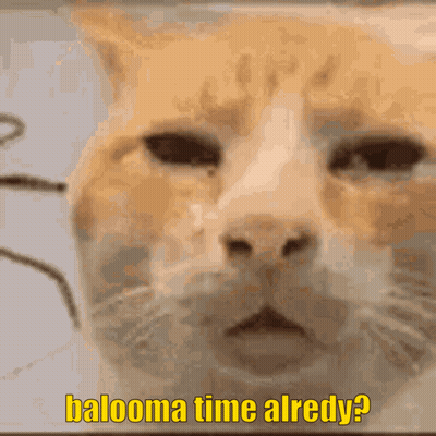 A Close Up Of A Cat With The Words Balooma Time Already GIF