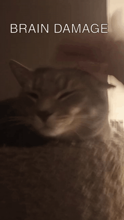 A Close Up Of A Cat With The Words Brain Damage Written Above It GIF