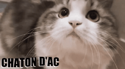 A Close Up Of A Cat With The Words Chaton D' Ac Written Below It GIF