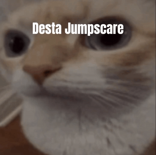 A Close Up Of A Cat With The Words Desta Jumpscare On The Bottom GIF