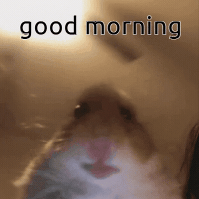 A Close Up Of A Cat With The Words Good Morning Written On It GIF