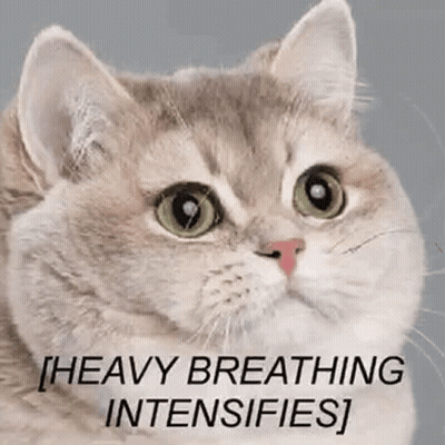 A Close Up Of A Cat With The Words `` Heavy Breathing Intensifies '' Written On It 'S Face . GIF