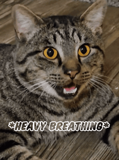 A Close Up Of A Cat With The Words Heavy Breathing Written Above It GIF