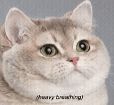 A Close Up Of A Cat With The Words Heavy Breathing Written Below It GIF