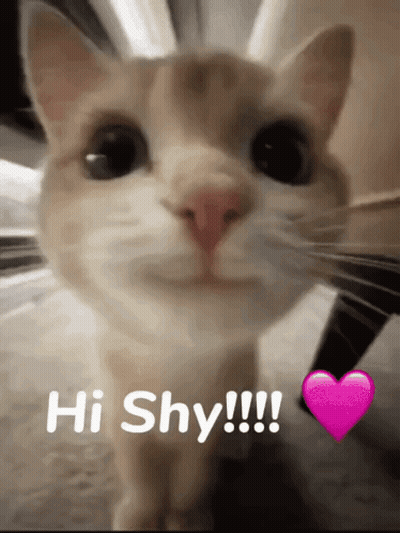 A Close Up Of A Cat With The Words Hi Shy !!! Below It GIF