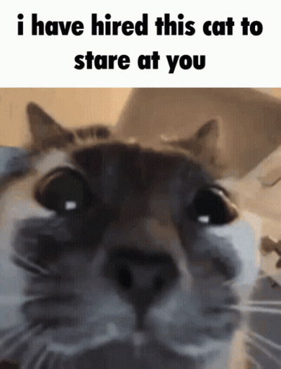 A Close Up Of A Cat With The Words I Have Hired This Cat To Stare At You Above It GIF