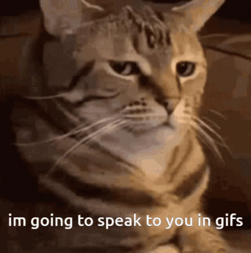 A Close Up Of A Cat With The Words Im Going To Speak To You In Gifs GIF