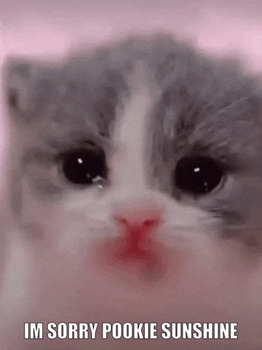 A Close Up Of A Cat With The Words Im Sorry Pookie Sunshine On The Bottom GIF