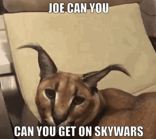 A Close Up Of A Cat With The Words Joe Can You Can You Get On Skywars On It GIF