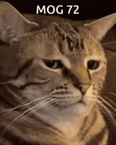 A Close Up Of A Cat With The Words Mog 72 Written Above It GIF