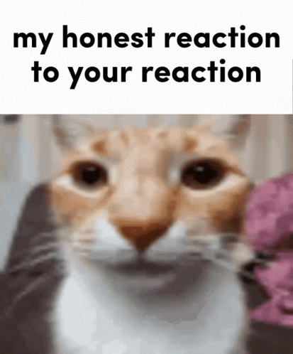 A Close Up Of A Cat With The Words " My Honest Reaction To Your Reaction " On The Bottom GIF